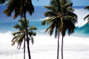 Between the palms, backside on a big one at Tres Palmas.